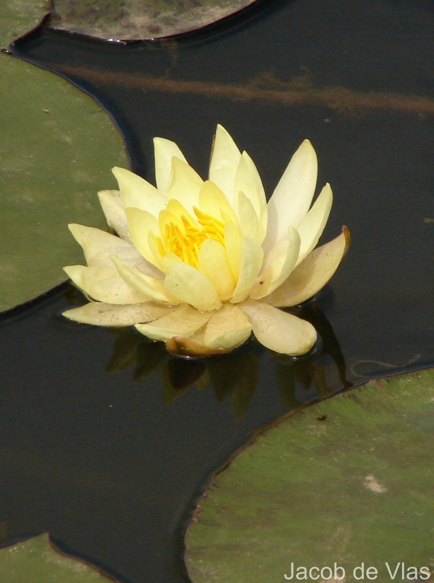 Nymphaea mexicana Zucc.